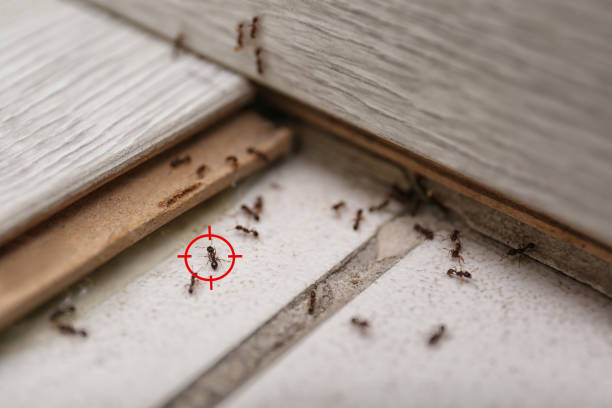 Best Bed Bug Extermination  in Girard, PA