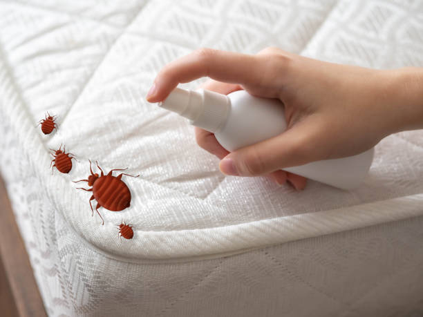 Best Ant Control Services  in Girard, PA